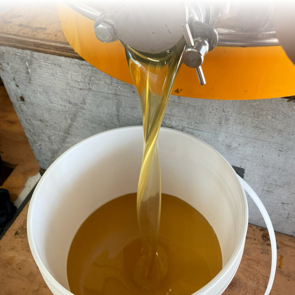 Golden liquid honey being poured into 5kg pail similar size to an ice cream bucket